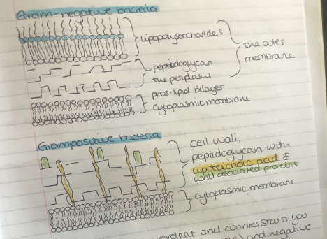 <p>Gram-positive appear longer and purple; Gram-negative appear shorter and pink.</p>