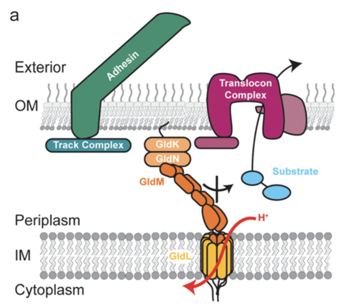 <p>gliding bacteria move smoothly along surfaces without flagella by using surface proteins or motors powered by proton motive force; a "track" of surface adhesins is used that rotate around the cell for the movement</p>
