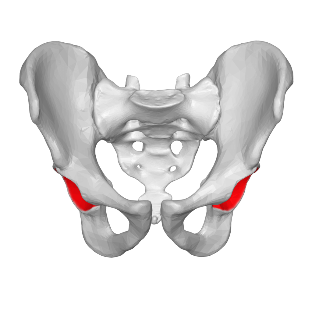 <p>Acetabulum</p>