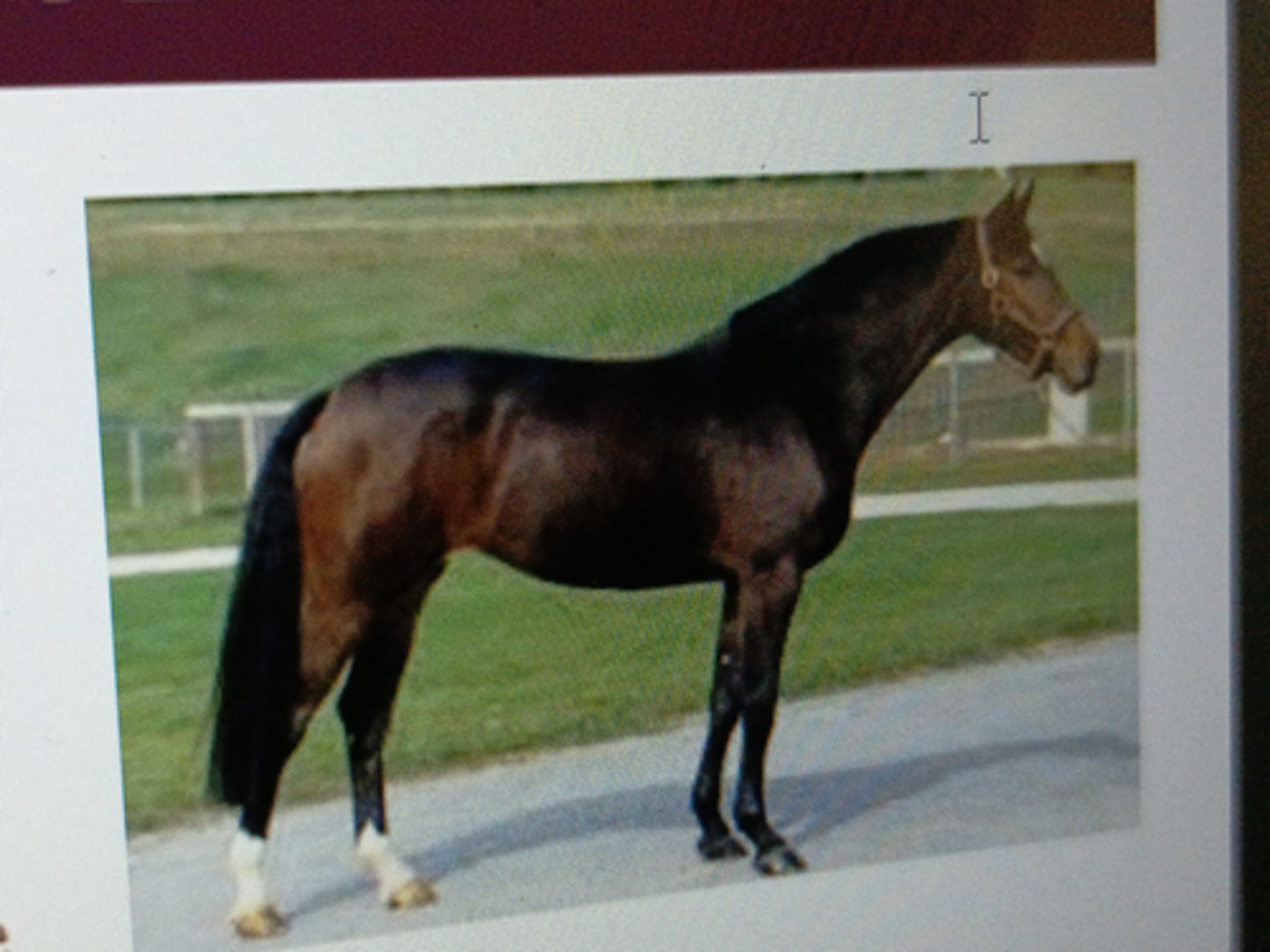<p>Origin: Schleswig-Holstein,</p><p>Northern Germany</p><p>¡ Oldest of the warmblood</p><p>breeds</p><p>¡ Preferred for international</p><p>show jumping, dressage &amp;</p><p>eventing</p><p>¡ Identifier: Hot brand on the</p><p>left</p>