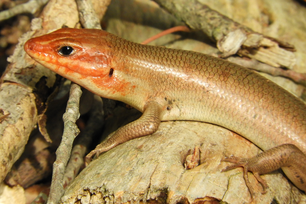 enlarged middle row of scales on tail underside