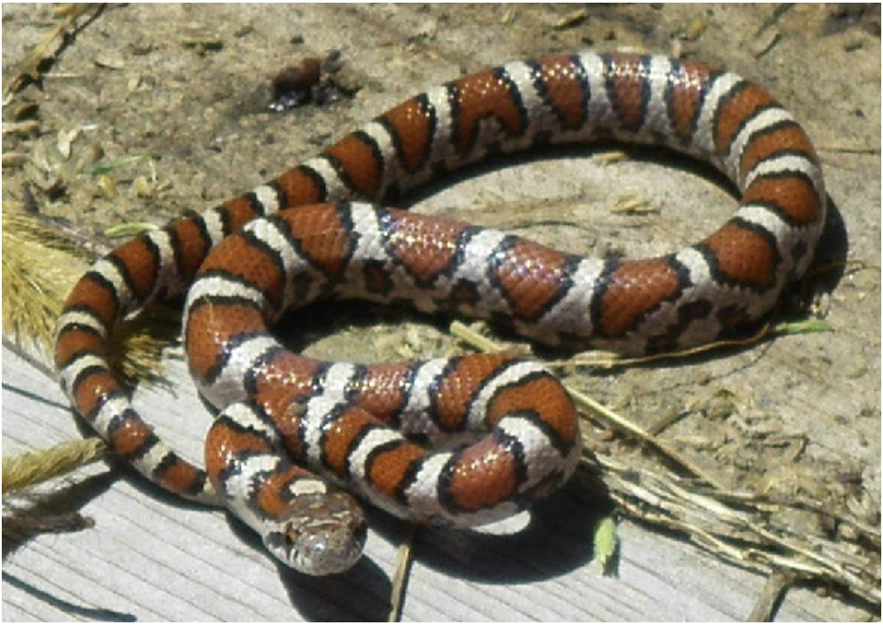 <p>Lampropeltis triangulum triangulum<br>Eastern milksnake<br>Colubridae</p>