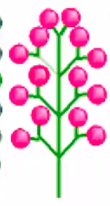 <p>branched raceme with several flowers per branch.</p>