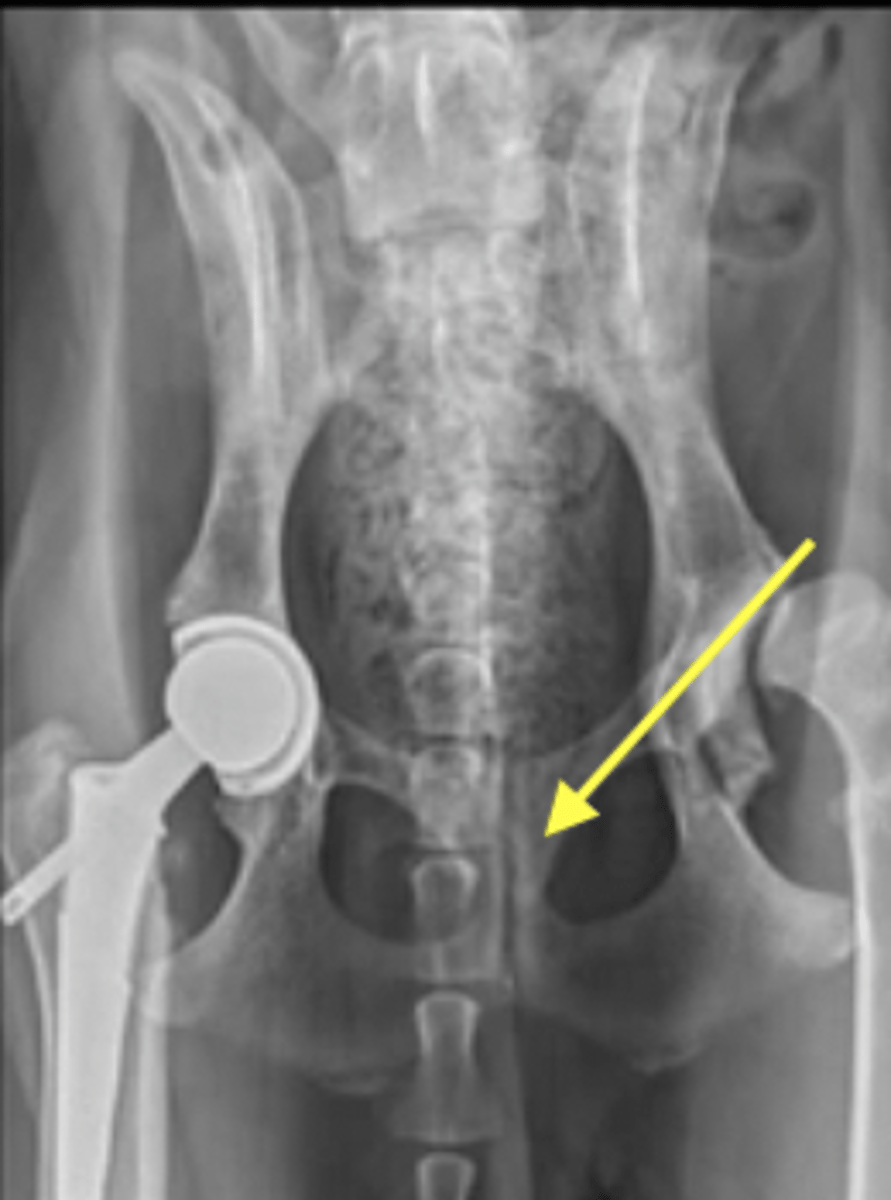 <p>What type of joint is pictured?</p>