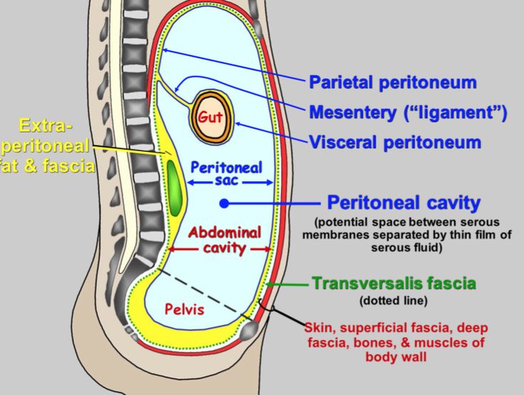 <p>OUTER layer of the peritoneum, a serous membrane that lines interal surface of the abdominal and pelvic walls</p>