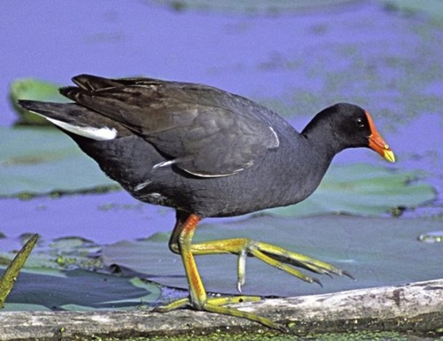 knowt flashcard image