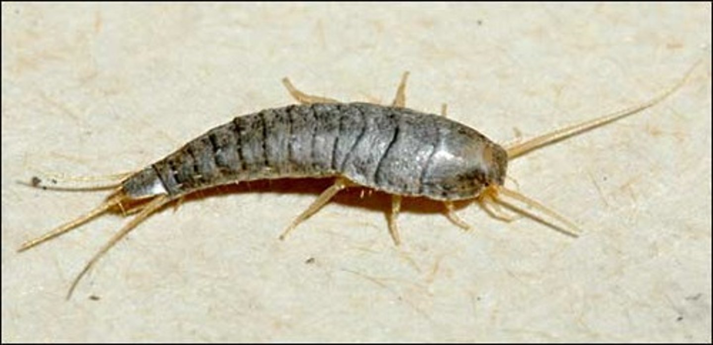 <p>Silverfish</p>