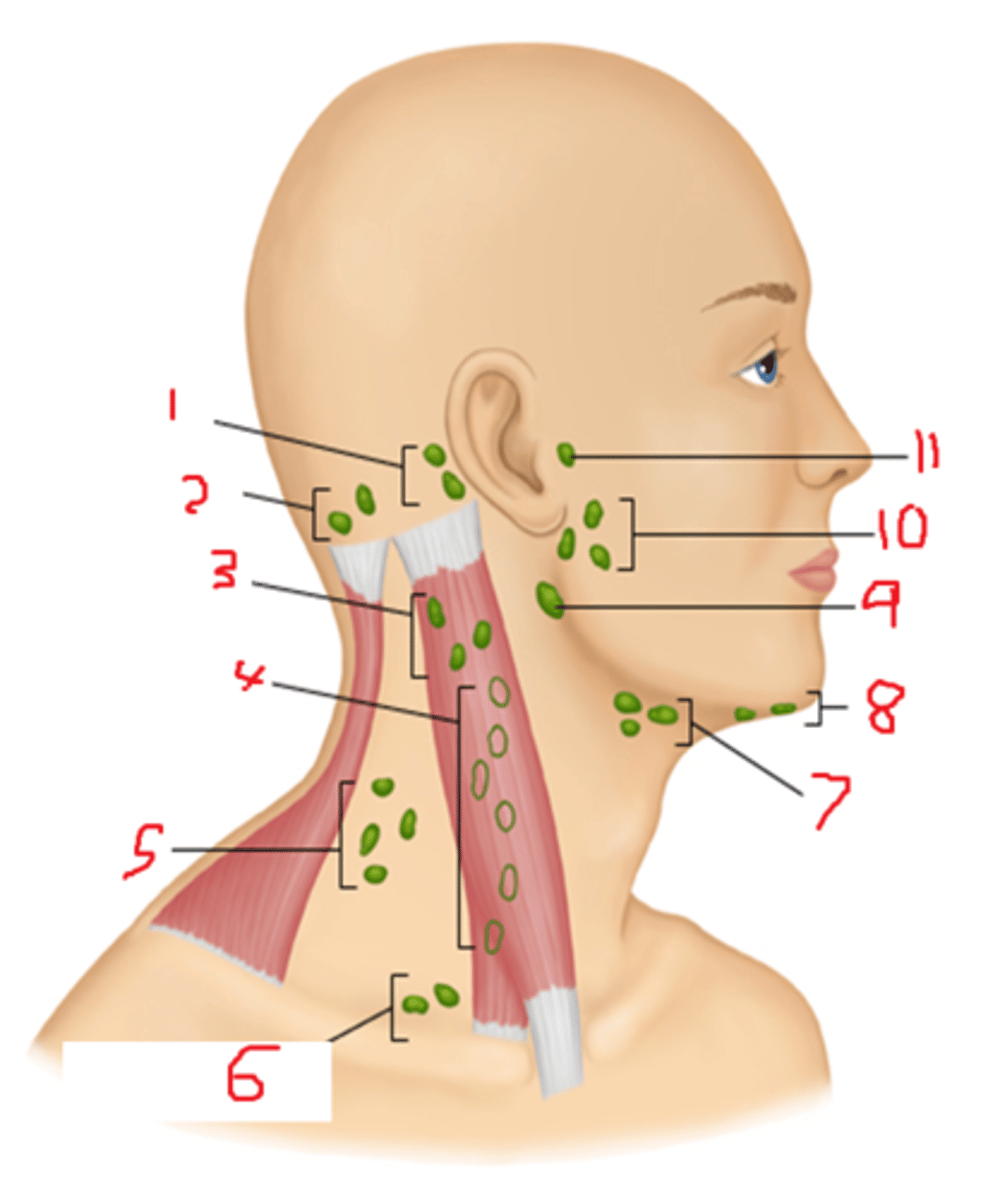 <p>4: deep under the sternomastoid muscle</p>