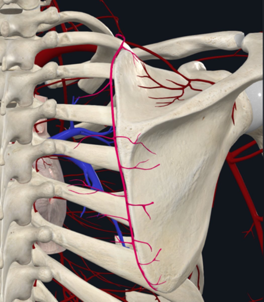 <p>What are the branches of the Cervicodorsal trunk (Transverse cervical a.) (2)</p>