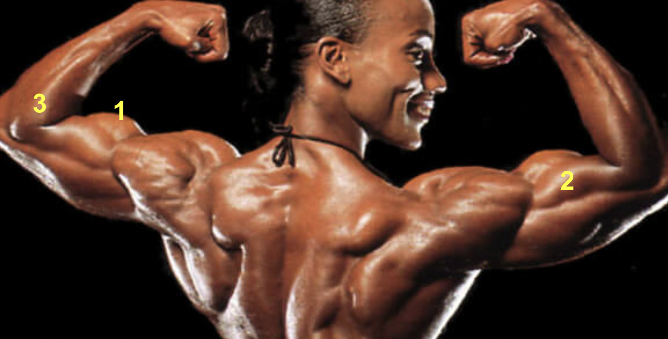 <p>What muscles are indicated by “1,” “2,” &amp; “3”?</p>