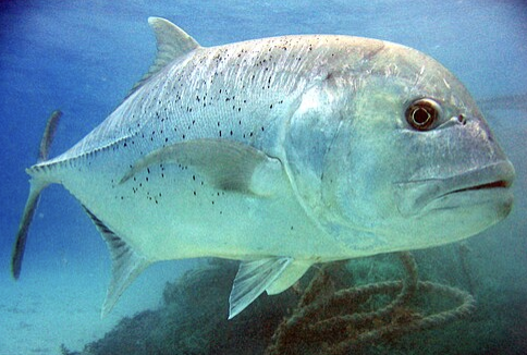 <p>jacks, trevallies, scads, pompanos, etc</p><p></p><p></p><p>Key traits:</p><ul><li><p>151 spp, 22 in Hawaii</p></li><li><p>compressed silvery body, some with dorsal anal finlets</p></li><li><p>1st dorsal 4-8 spines, 2nd dorsal 1 spin, 3 anal spines</p></li><li><p>forced caudal with slender peduncle&nbsp;</p></li><li><p>schooling midwater predators</p></li></ul><p></p>