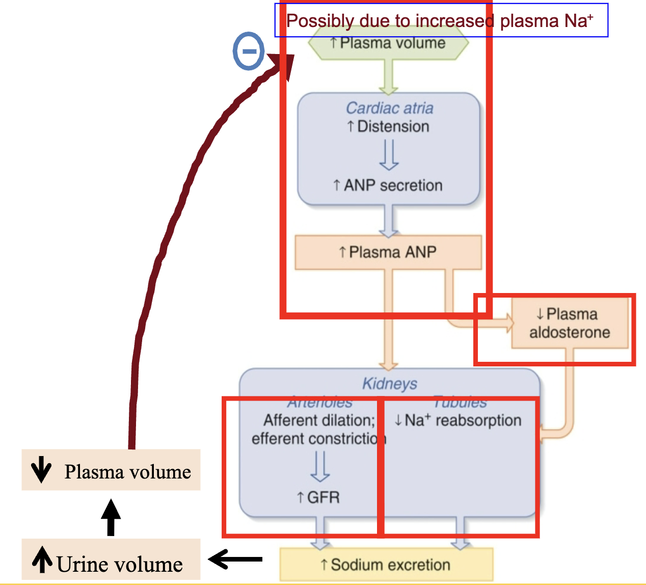<p>atrial natriuretic peptide</p><ul><li><p>“the anti-aldosterone”</p></li></ul><p></p>