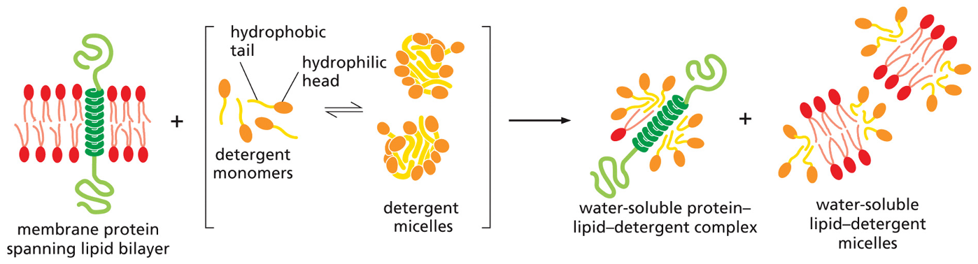<p> in water, these conical molecules tend to aggregate into small, irregularly shaped clusters called micelles</p>