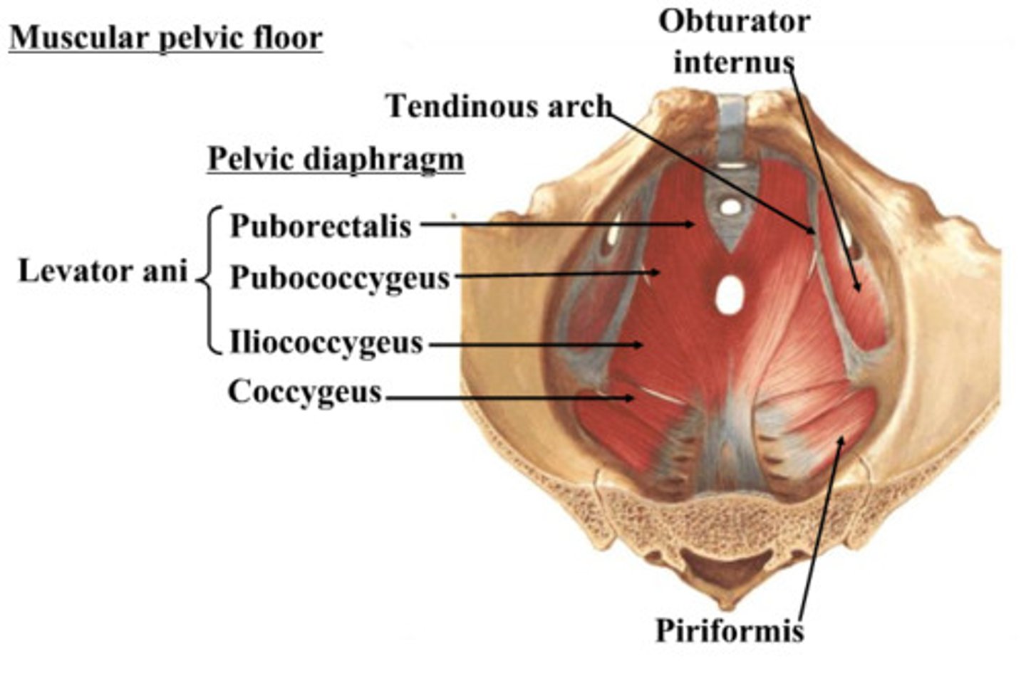 <p>What is the Levator ani muscle innervated by? (3)</p>