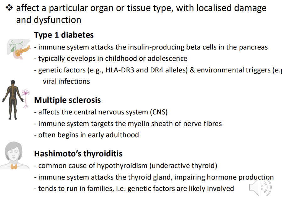 <p><em>affect a particular organ or tissue type, with </em><strong><em>localised </em></strong><em>damage and dysfunction</em></p><ol><li><p><strong><u>Type 1 diabetes - </u></strong>immune system attacks the<strong> insulin-producing beta cells</strong> in the <strong>pancreas </strong>- typically develops in childhood or adolescence - genetic factors (e.g., HLA-DR3 and DR4 alleles) &amp; environmental triggers (e.g., viral infections</p></li><li><p><strong><u>Multiple sclerosis </u></strong>- affects the central nervous system (<strong><u>CNS</u></strong>) - immune system targets the myelin sheath of nerve fibres - often begins in early adulthood- <em>muscle weakness, vision problems and co-ordination issues&nbsp;</em></p></li><li><p><strong><u>Hashimoto’s thyroiditis</u></strong> - common cause of hypothyroidism (underactive thyroid) - immune system attacks the thyroid gland, <strong>impairing hormone production</strong> - tends to run in families, i.e. genetic factors are likely involved <em>- fatigue, weight gain. cold intolerance and depression&nbsp;</em></p></li></ol><p></p>