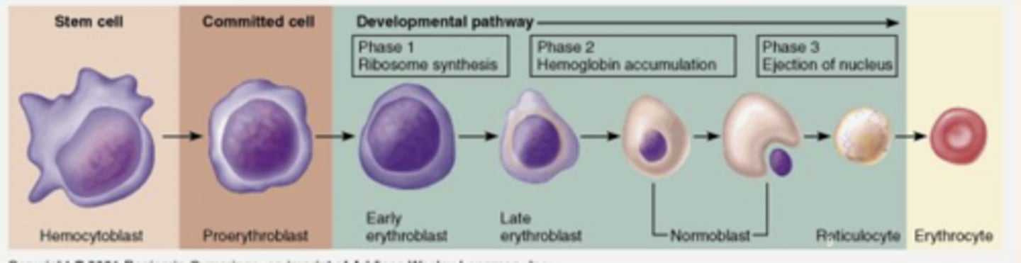 <p>folate and vitamin B12 assist in proliferation of the erythroblasts</p>
