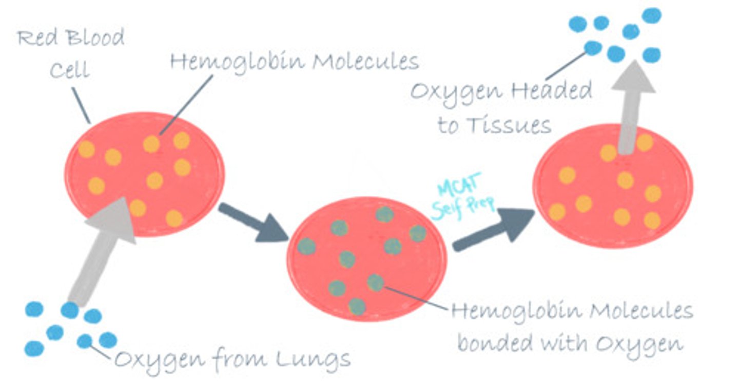 <p>(A) Transport Protein</p><p>A great example of a transport protein is hemoglobin, which will bind oxygen where it is present in high concentrations (the lungs) and will have a decreased affinity and release the oxygen where its concentration is lower (other tissues). Other transport proteins can be used to span cellular membranes and control concentration gradients.</p>