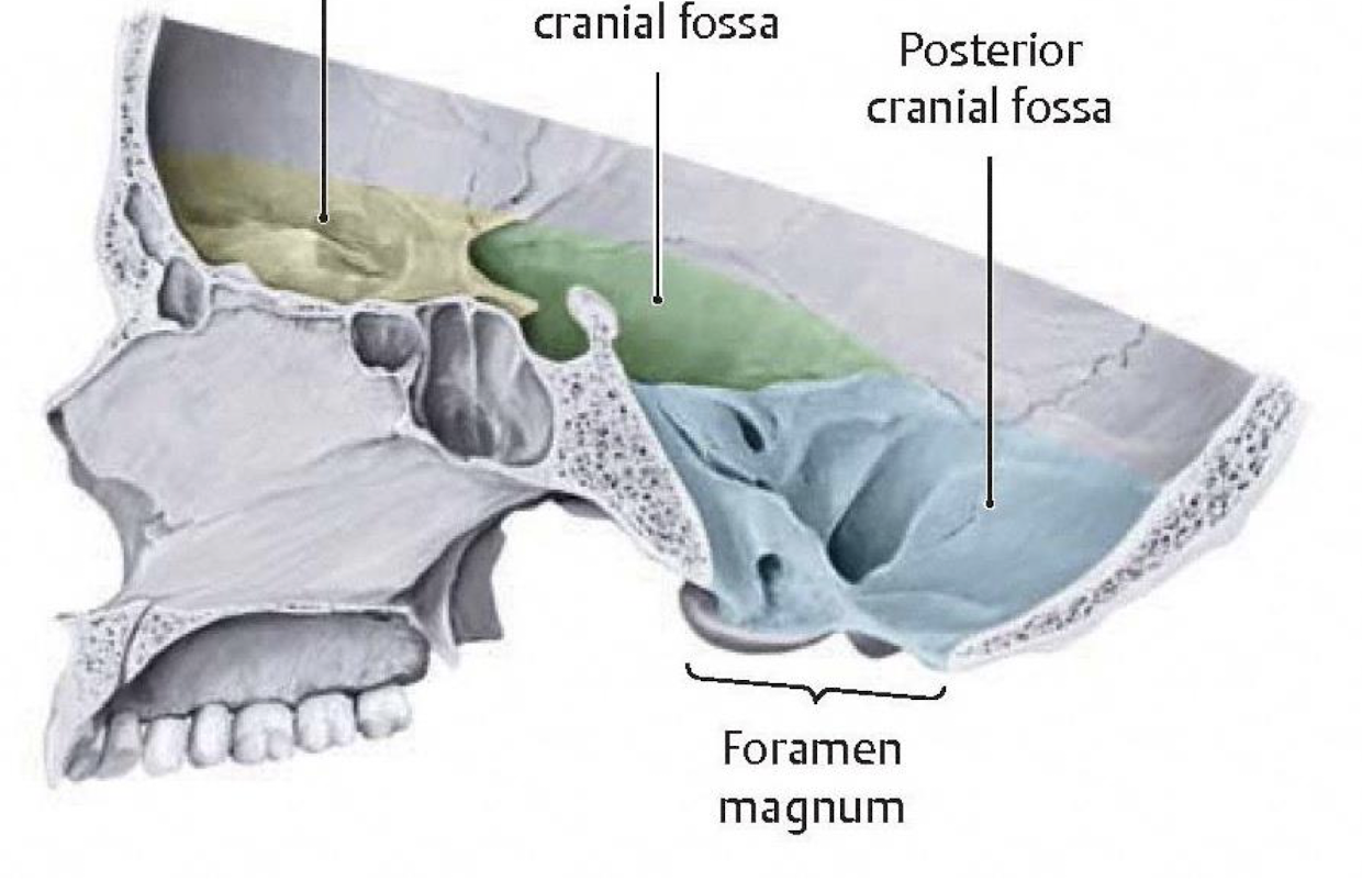 <p>Temporal lobes and pituitary gland</p>