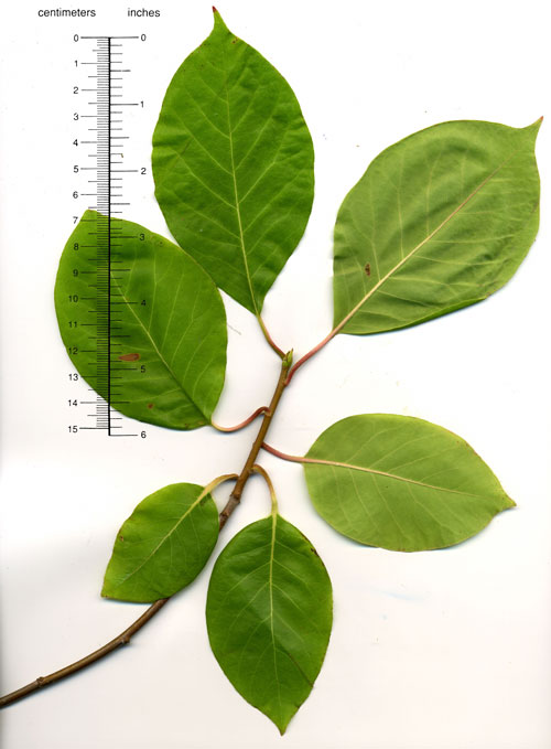 <p>what is the scientific name of Black Gum (HINT- bud tri colored, 3 dot bud scar, right angle growing out</p>