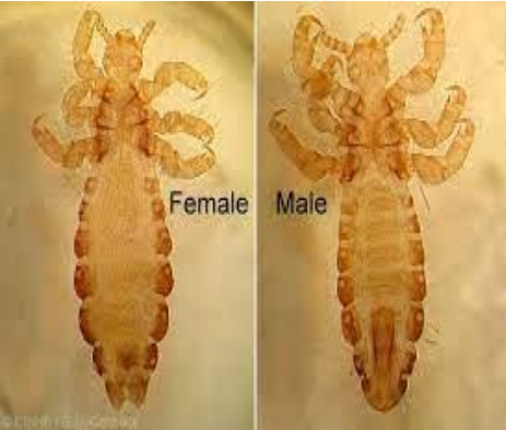<p>what are those ?</p><p>phylum and class ?</p><p>two special characters ?</p><p>diseased caused by this parasite ?</p><p>diseases transmitted by this vector ?</p>