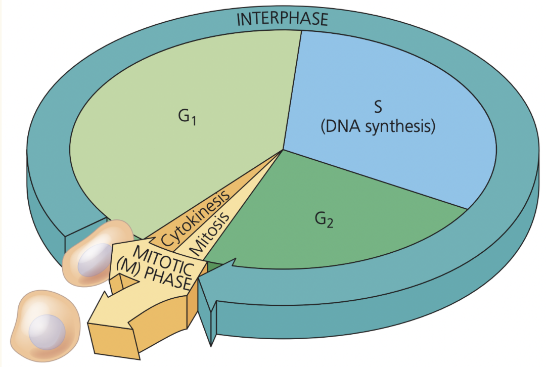 <ol><li><p>Interphase</p></li></ol><ul><li><p>Growth and DNA replication.</p></li><li><p>Separated into G<sub>1</sub> (growth of organelles and cell membrane), S (synthesis / DNA replication), and G<sub>2</sub> (more growth, preparing for mitosis).</p></li></ul><ol start="2"><li><p>Mitotic phase</p></li></ol><ul><li><p>Mitosis (division of nucleus/DNA).</p></li><li><p>Cytokinesis (division of cytoplasm).</p></li></ul><p></p>