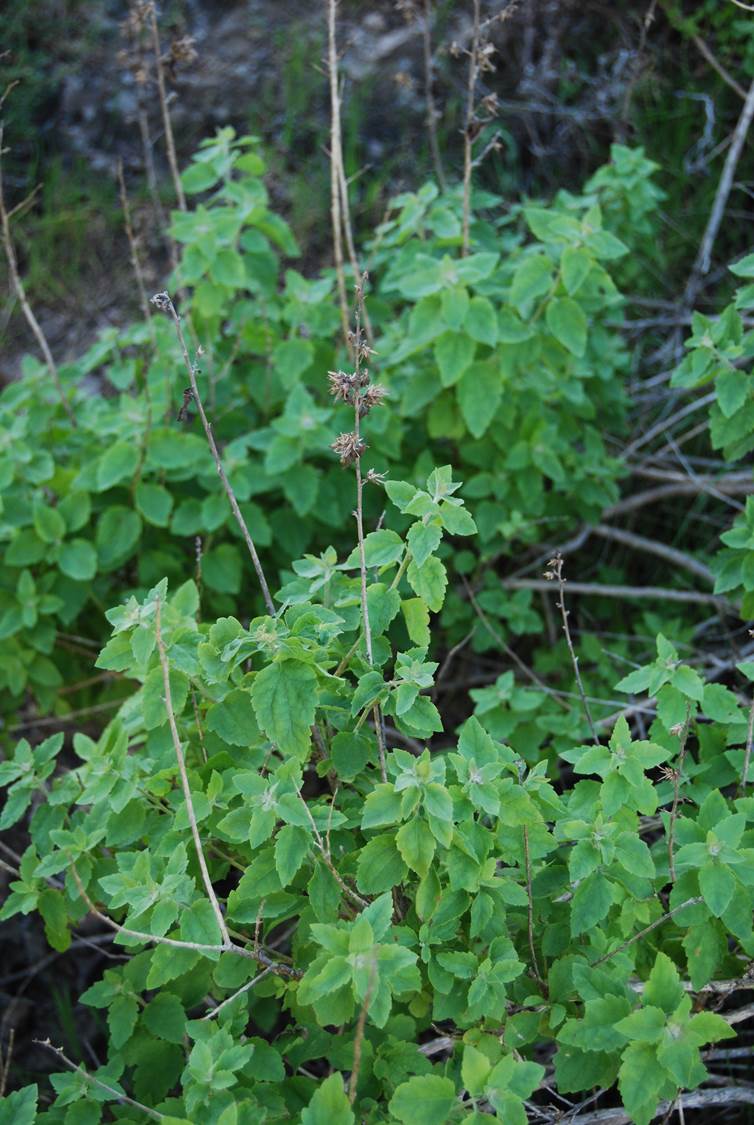 <p>California brickellia</p>