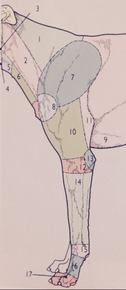 <p>Image: Left forelimb, lateral view</p><p>Number 5?</p>