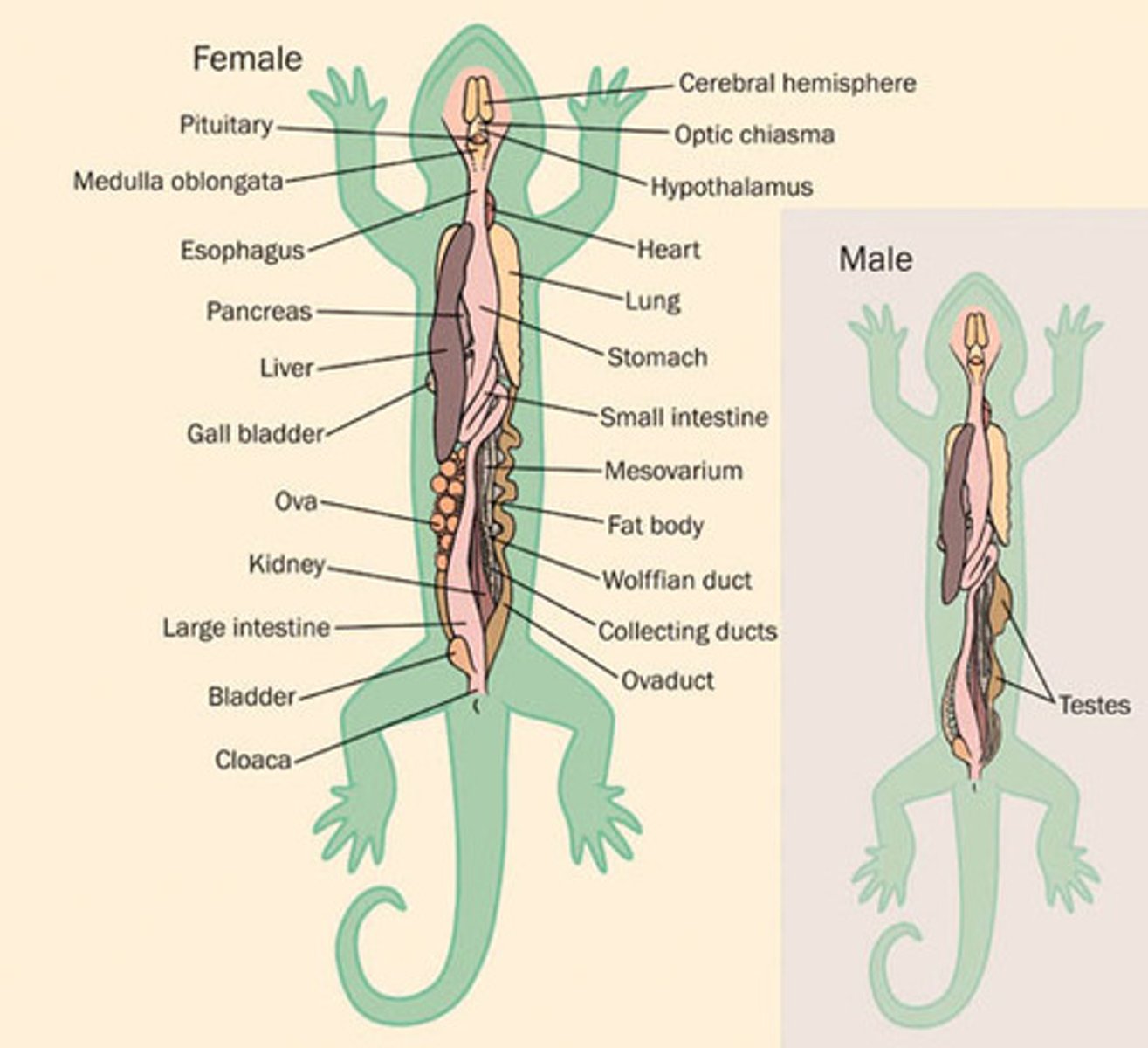 <p>1. gills (juvenile)<br>2. lungs (adult)</p>