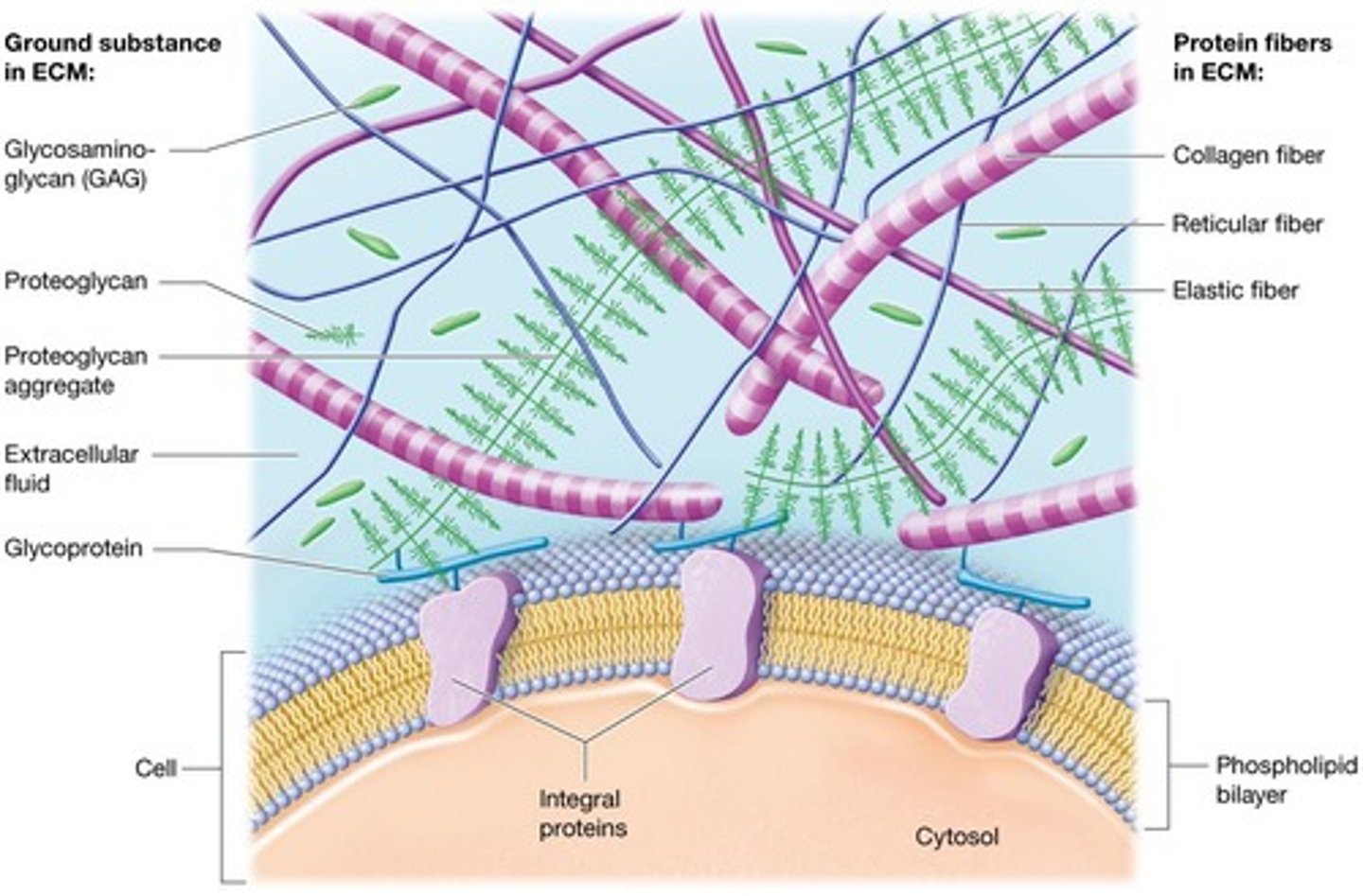 <p>Surrounding material including the ECF.</p>