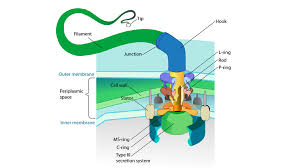 <p>Long, whip-like structures that can be used for propulsion; bacteria may have 1+; Can be used to move toward food or away from toxins or immune cells; Composed of a filament, a basal body, and a hook</p><ul><li><p>Filament: A hollow, helical structure composed of flagellin</p></li><li><p>Basal Body: Complex structure that anchors the flagellum to the cytoplasmic membrane and is also a motor of the flagellum</p></li><li><p>Hook: Connects the filament and the basal body so that, as the basal body rotates, it exerts torque on the filament, which thereby spins and propels the bacterium forward</p></li></ul><p></p>