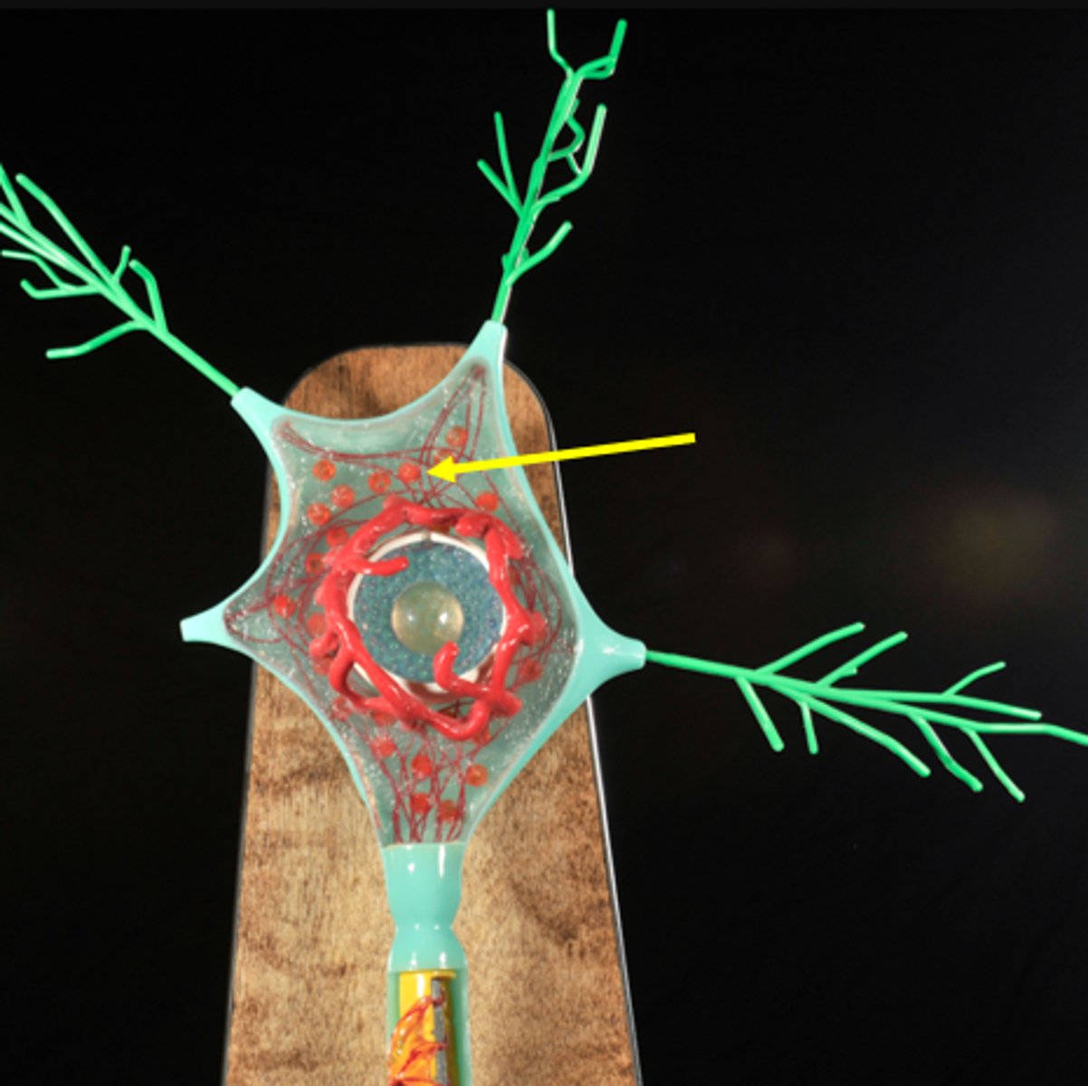<p>clusters of RER and ribosomes which produce membrane and proteins</p>