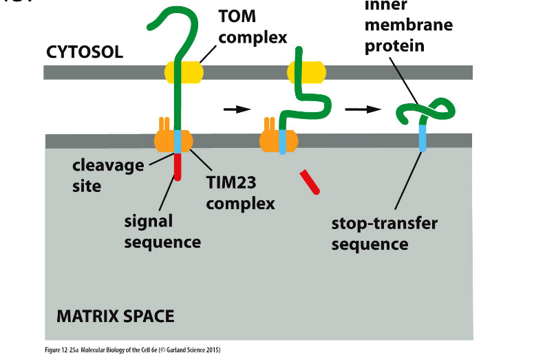 <p>Many proteins have a <strong>hydrophobic segment</strong> just after the <strong>N-terminal signal sequence</strong>, which acts as a <strong>stop-transfer sequence</strong>—halting translocation and anchoring the protein in the <strong>inner membrane</strong>.</p>