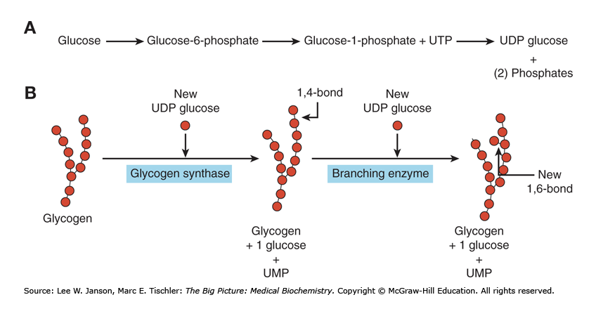 <ul><li><p><span>Glycogen synthase:</span></p><ul><li><p><span>Enzyme that catalyzes the elongation of a chain by addition of glucose molecules in a linear fashion</span></p><p><span>- Catalyzes the transfer of the glucosyl residue of UDP-Glc onto glycogen via α-1,4 glycosidic bonds</span></p></li><li><p><span><strong>Rate-limiting step of glycogenesis</strong></span></p></li><li><p><span>Activated by dephosphorylation (protein phosphatase 1)</span></p></li></ul></li><li><p><span>Branching enzyme transfers glucose chains</span></p><ul><li><p><span>Block of 6-7 units transferred to another chain</span></p></li></ul></li></ul><p></p>