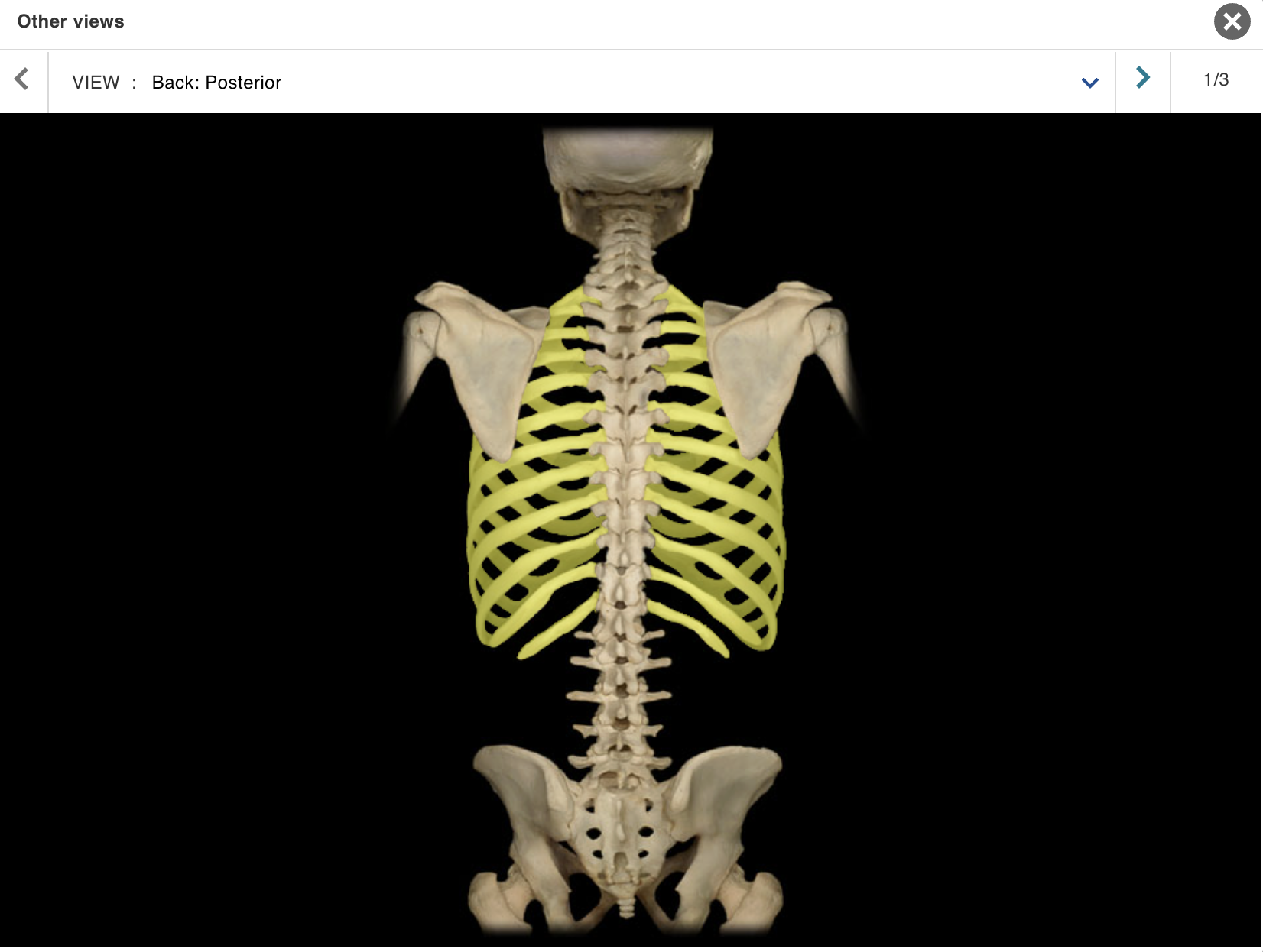 <p>Location:</p><p class="p1">• Thorax</p><p class="p1">Description:</p><ul><li><p>﻿﻿Twelve pairs of curved, flat bones</p></li><li><p>﻿﻿All ribs: articulate with thoracic vertebrae</p></li><li><p>﻿﻿True ribs (ribs 1-7): attached directly to sternum by costal cartilages</p></li><li><p>﻿﻿False ribs (ribs 8-10): attach indirectly to sternum via shared costal cartilages</p></li><li><p>﻿﻿Floating ribs (ribs 11-12): not attached to sternum</p></li></ul><p>Comment:</p><p class="p1">• Alternate definition: some include the floating ribs (11-12) as a subcategory of false ribs</p>