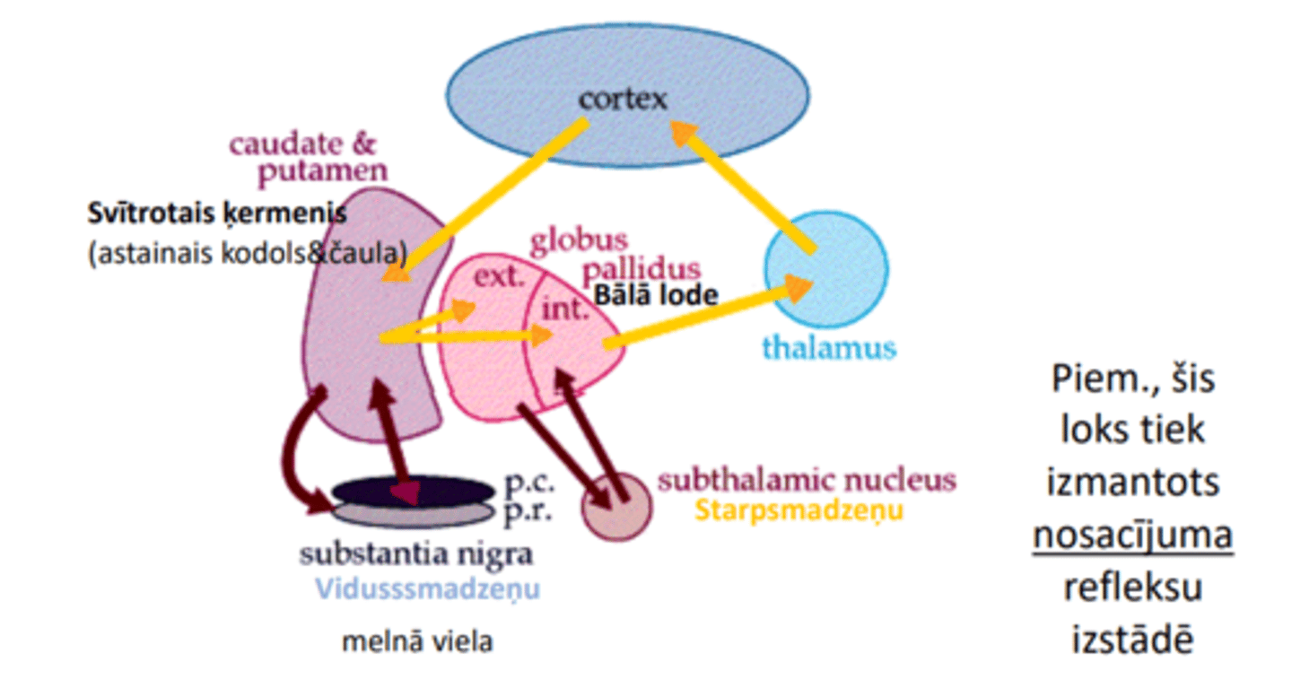 <p>saņemto info integrē un nosūta caur BĀLO LODI uz talāmu, tad tālāk uz garozu</p>