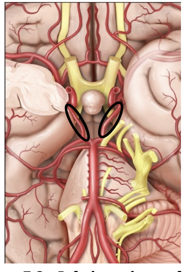 <p>A vessel that connects the posterior cerebral artery and the internal carotid artery as part of the cerebral arterial circle.</p>