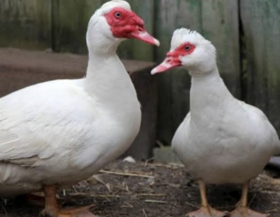 <p>What is the scientific name for muscovy ducks?</p>
