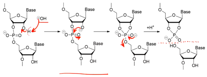 <p>the presence of the 2’ hydroxyl group in the ribose, which renders it more susceptible to hydrolysis and destruction.</p>