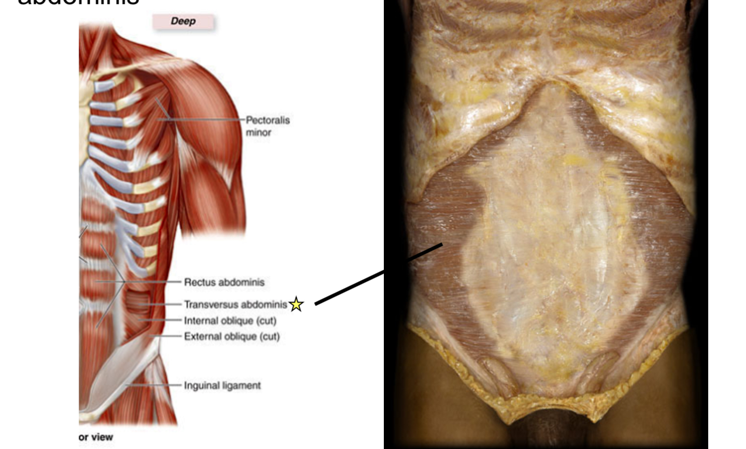 knowt flashcard image