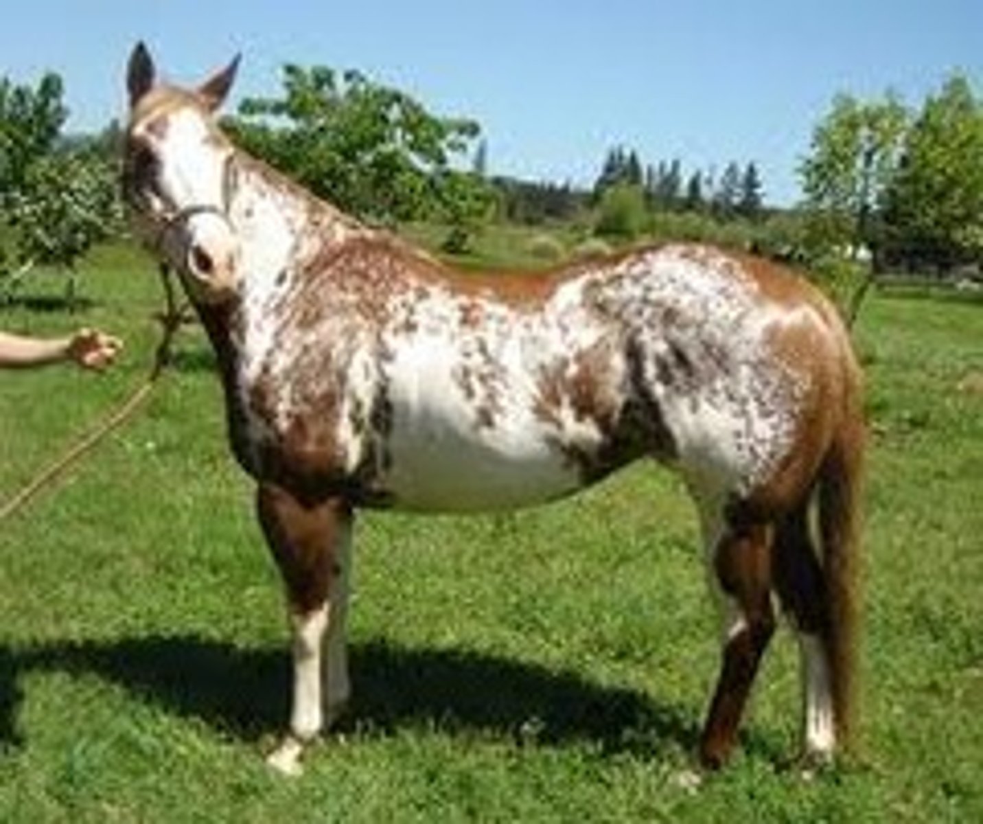 <p>type of pinto pattern where white marking on the face and legs all the way up to a solid white horse, spotting pattern in between (high legs, belly spots)</p>