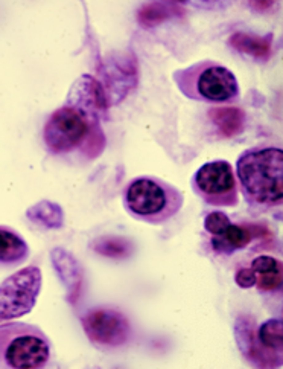 <p>What is this an image of?</p>