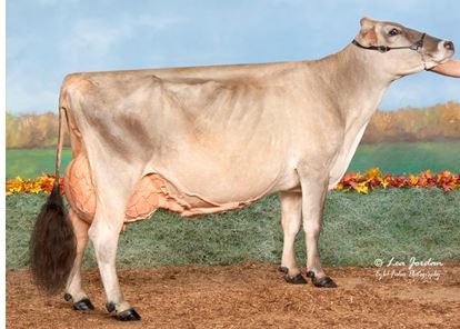 breed? type of dairy?