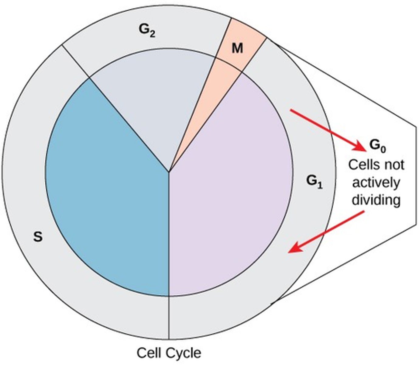 <p>It is basically a mitotic cell that no longer divides. It is a mitotic cell that has entered G₀ of Interphase.</p>