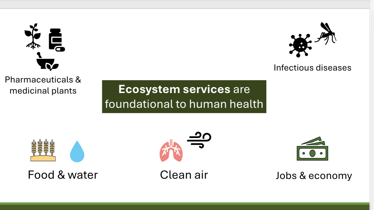 <ul><li><p>Biomagnification:</p><ul><li><p>increasing concentrations of bioaccumulated toxins as biomass moves up the food chain</p><ul><li><p>Although crops can absorb pollutants, biomagnification only occurs at trophic levels higher than the primary producers such as primary/secondary consumers</p></li><li><p>ex: DDT and PCBs: <span>A hawk eats multiple squirrels that contains toxins and another animal eats the hawk causing the toxin to become magnified</span></p></li><li><p><span>harmful to human health because it concentrates persistent toxic substances, such as mercury and certain pesticides, in the tissues of top-level predators like humans, potentially causing issues like neurological disorders, infertility, increased cancer risk, and birth defects</span></p></li></ul></li></ul></li><li><p>Ecosystem Services: benefits and value provided to humans (for free) by nature ex: mangroves and bee pollination</p></li></ul><p></p>
