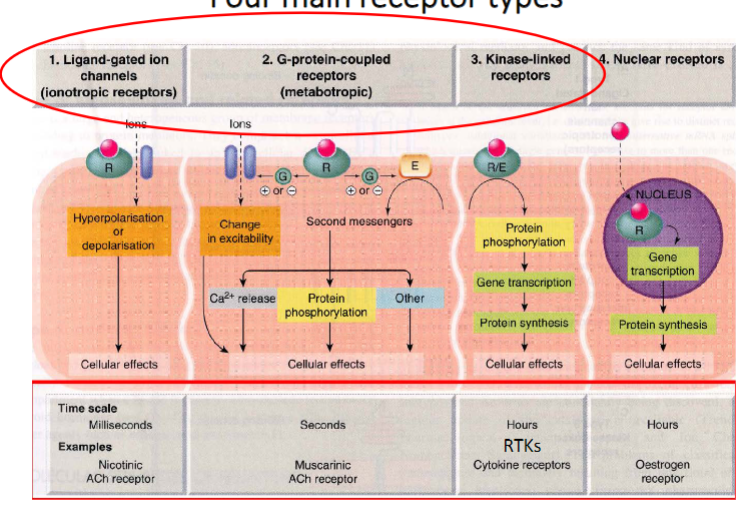 <p>Ligand gated ion channels (ionotropic)</p><ul><li><p>milliseconds</p></li><li><p>Nicotinic ACh Receptors</p></li></ul><p>G coupled protein receptors (metabotropic)</p><ul><li><p>seconds</p></li><li><p>Muscarinic ACh receptors</p></li><li><p>largest family of membrane receptors</p></li></ul><p>Kinase linked receptors</p><ul><li><p>hours</p></li><li><p>Cytokine receptors</p></li></ul><p>Nuclear receptors</p><ul><li><p>hours</p></li><li><p>Oestrogen receptor</p></li></ul>