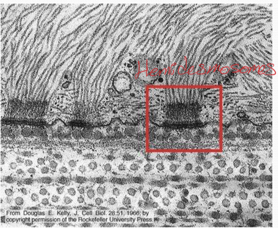 <p>In the basal membrane of corneal epithelial cells </p>