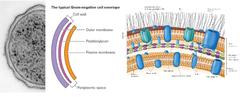 <p>2 phospholipid bilayers with peptidoglycan in between; highly active periplasmic space including metabolic and transport traffic</p>