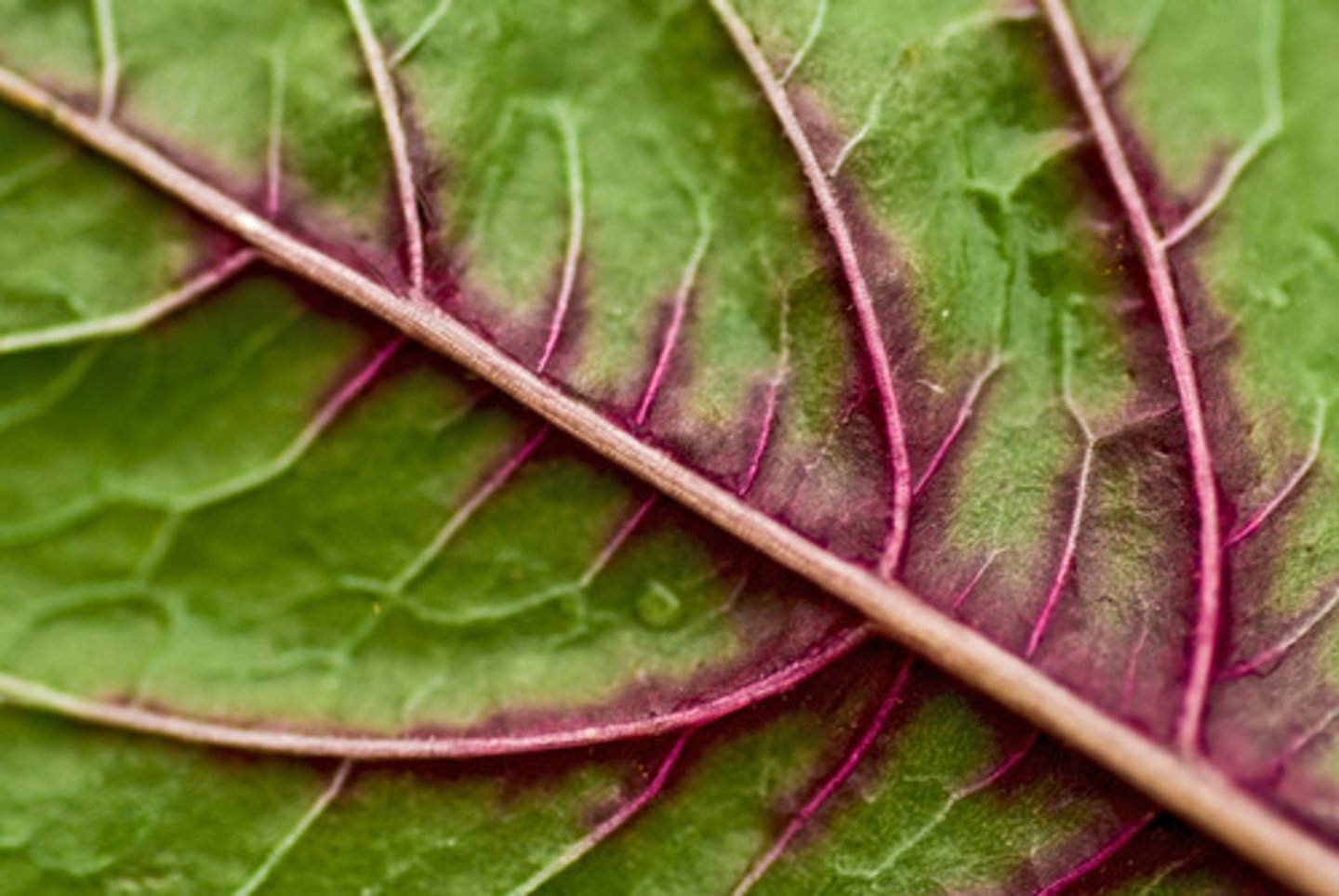 <p>A tissue that transports water and dissolved substances from one part of the plant to another</p>