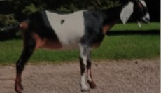 <p>one of the oldest goat species. traced to india and middle east. refined through breeding in great britain in 1900. long pendulous ears and strong roman nose. better in warmer climates due to tropical heritage. vocal. produce milk with high butterfat content and sweet flavor, first choice breed for owners seeking to make cheese and icecream</p>