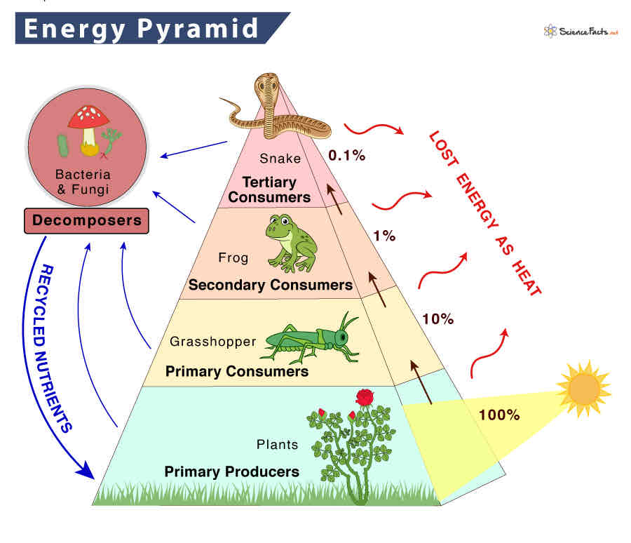 <p><span>Shows the flow of energy through each trophic level, with each level typically having less energy available than the one below it due to energy loss through metabolism and heat.</span></p>